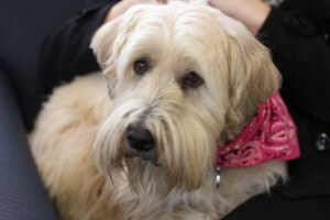 Holly - Customer Cuddler | Elite Auto Repair