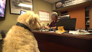 Elite Auto | Gallery item